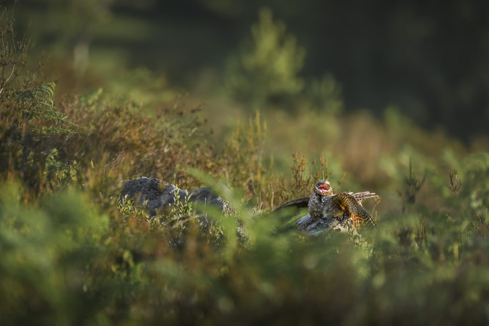 Nightjar sitting on a rock in the early morning light in north Wales
